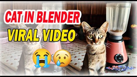 who put a cat into a blender|Cat Blender Video